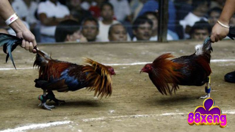 Đá Gà Tre | Luật Chơi, Cách Chọn Gà, Bí Kíp Thắng Lớn 4 Kỹ thuật, chiến thuật đá gà tre từ cao thủ