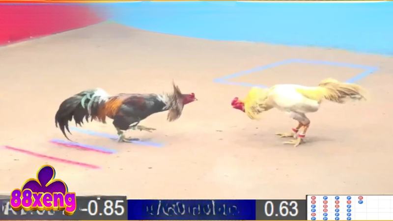 Trường đá gà trực tiếp Philippines, hội tụ chiến kê cựa sắt hung hãn nhất