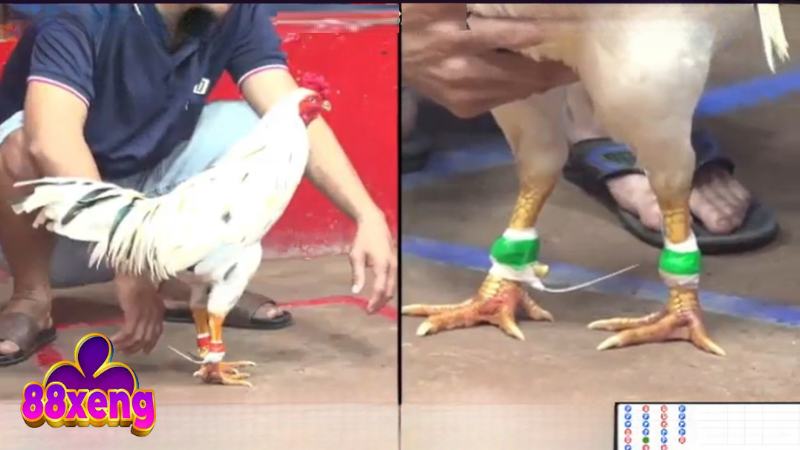 Quy định về các cửa cược đá gà trực tiếp tại 88Xeng